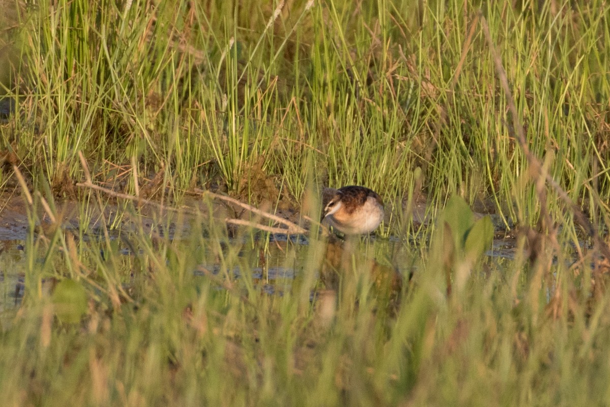 Wilson's Phalarope - ML220997371