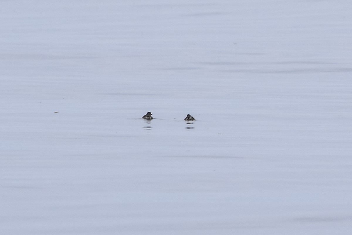 Cassin's Auklet - Jodi Boe