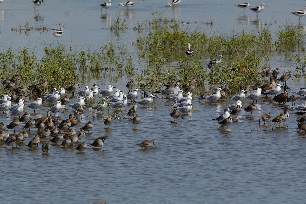 Gull-billed Tern - Moises Rodriguez