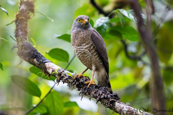 Roadside Hawk - Otto Samwald