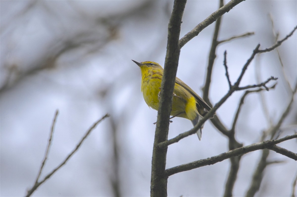 Palm Warbler - ML221000351