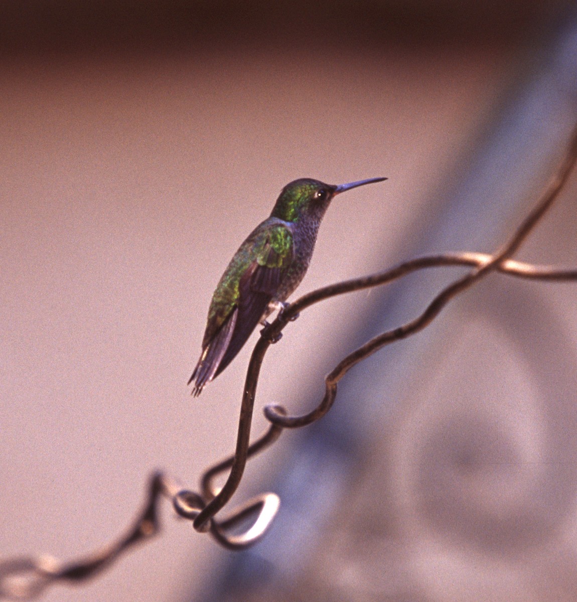 Sapphire-spangled Emerald - Joseph Tobias