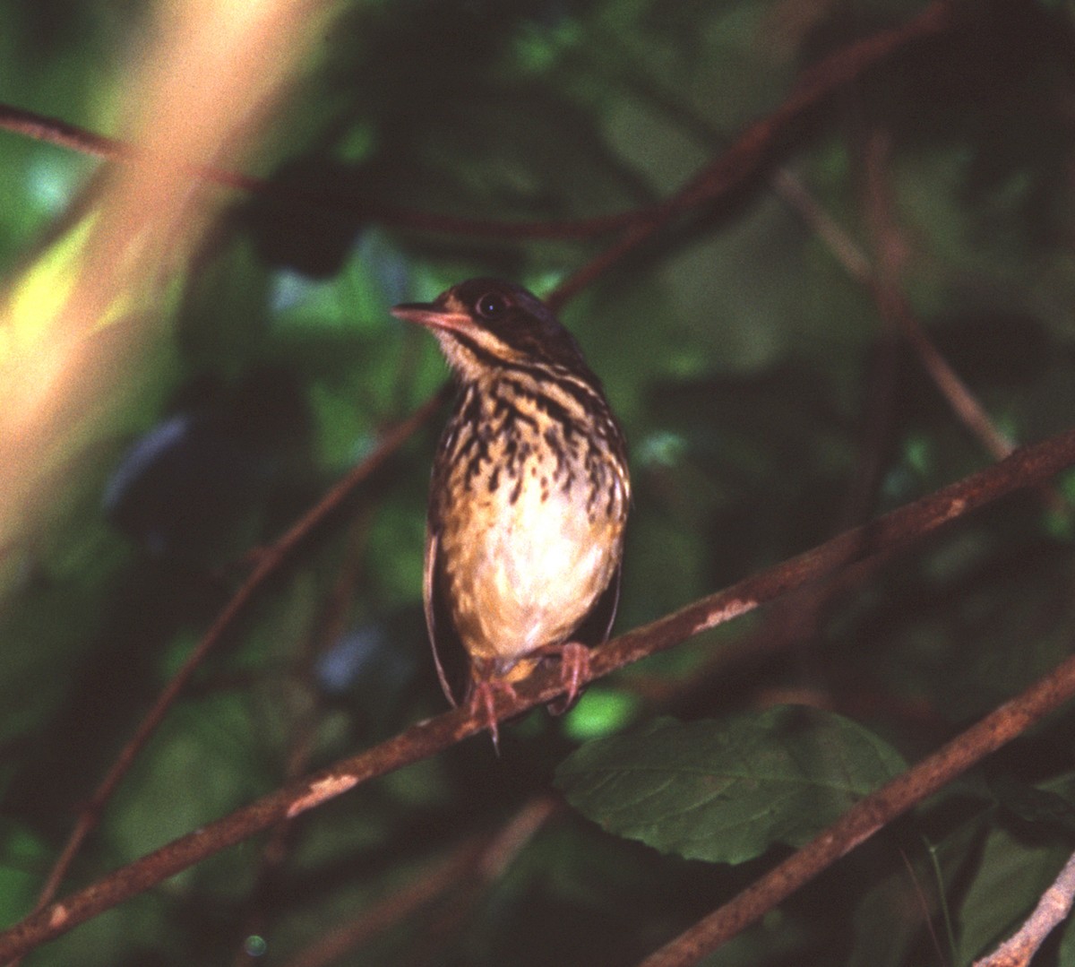 Masked Antpitta - ML221002011