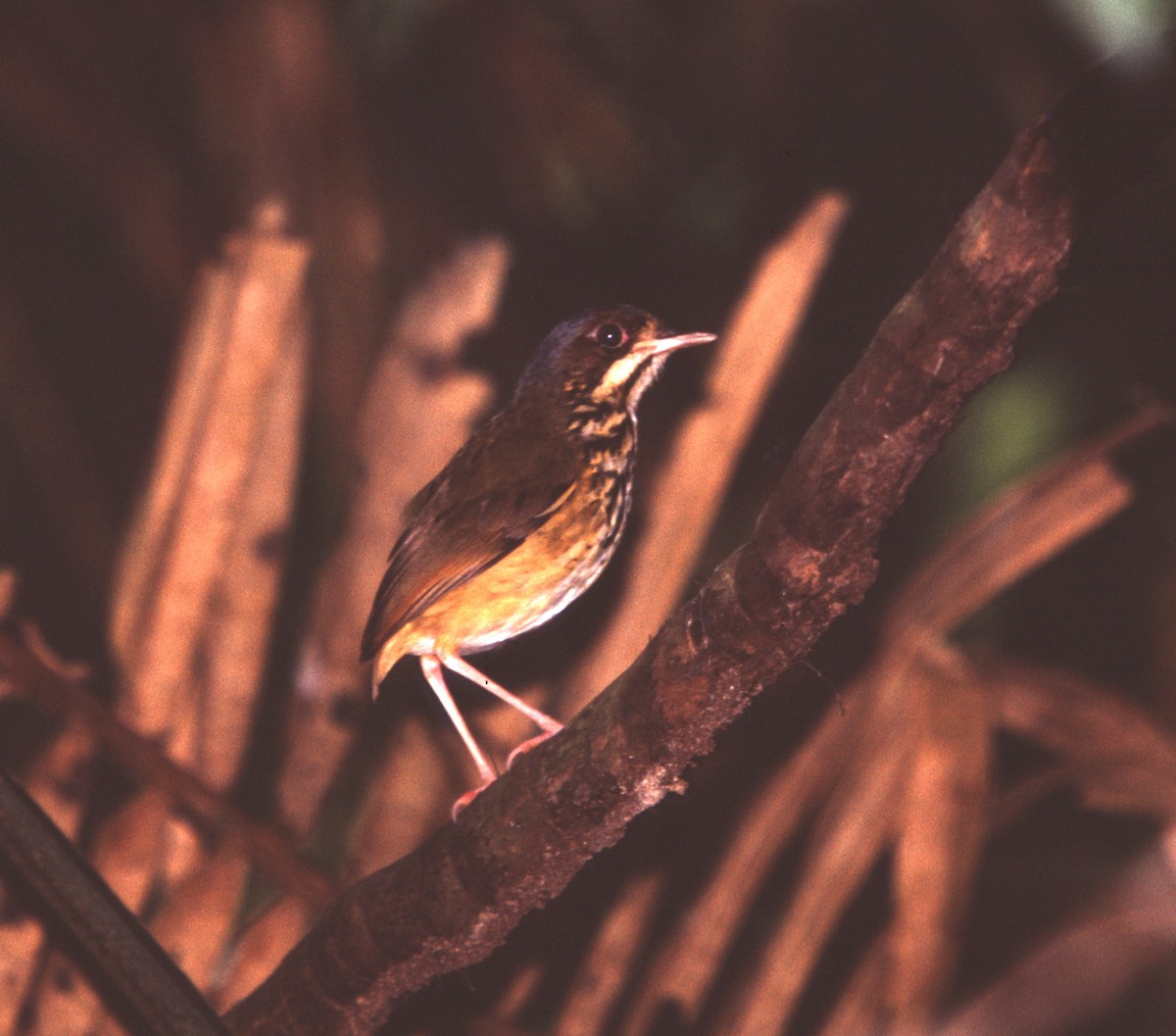 Masked Antpitta - ML221002051