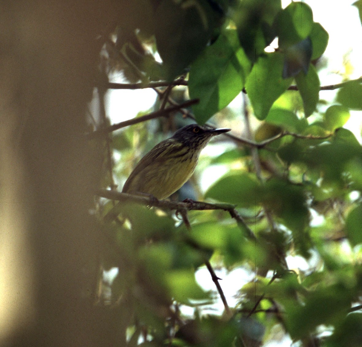 Spotted Tody-Flycatcher - Joseph Tobias