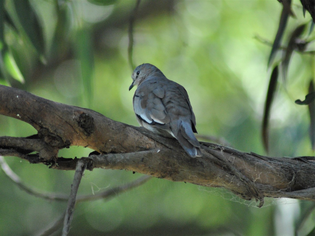 Picui Ground Dove - Joaquin Muñoz