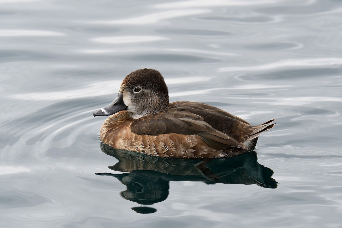 Ring-necked Duck - ML221003641