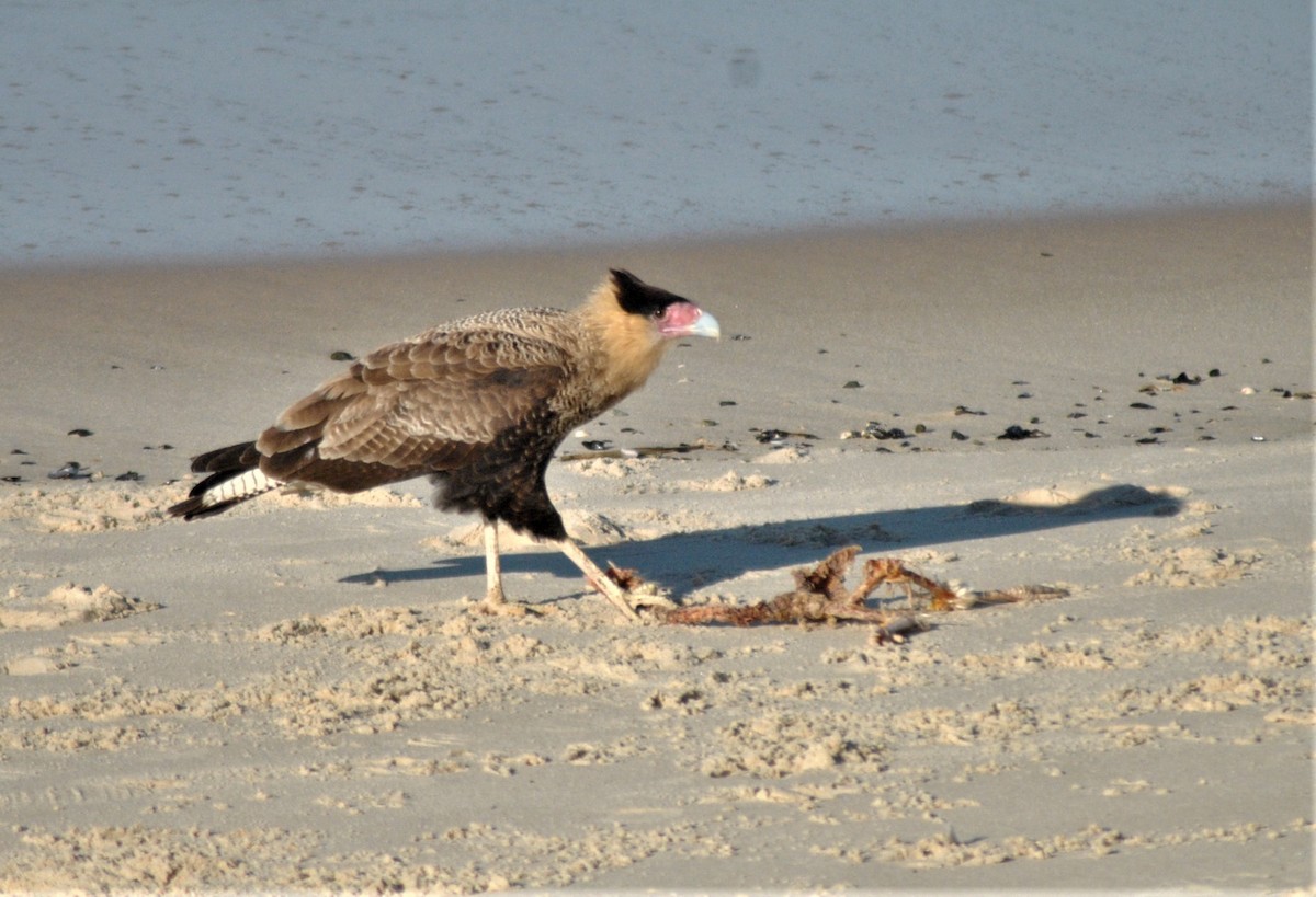 Crested Caracara (Southern) - ML221003691