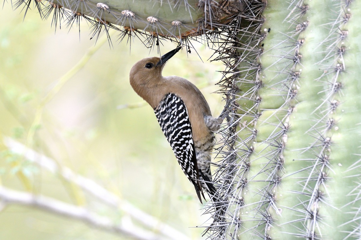 Pic des saguaros - ML221003861