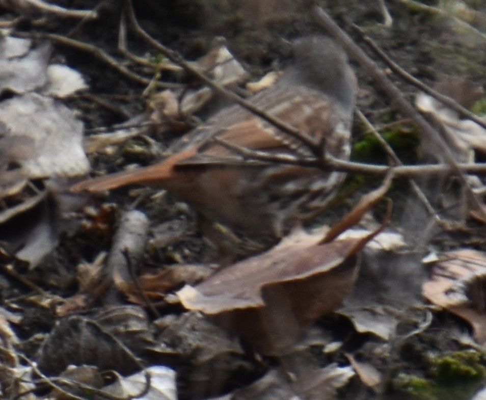 Fox Sparrow - ML221005001