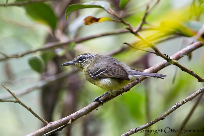 Yellow-breasted Antwren - Otto Samwald