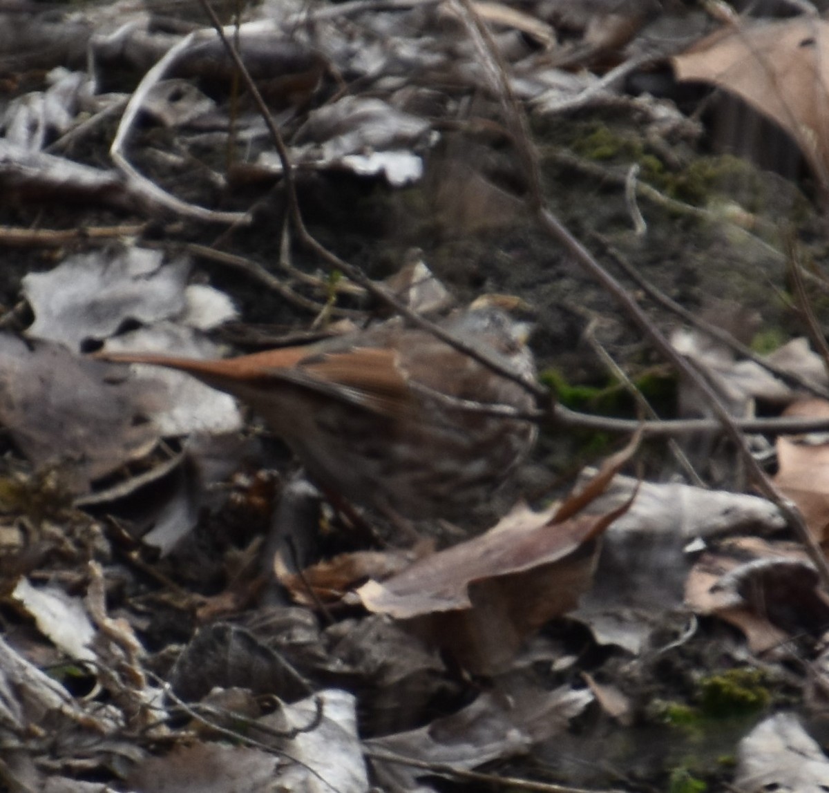 Fox Sparrow - ML221005011