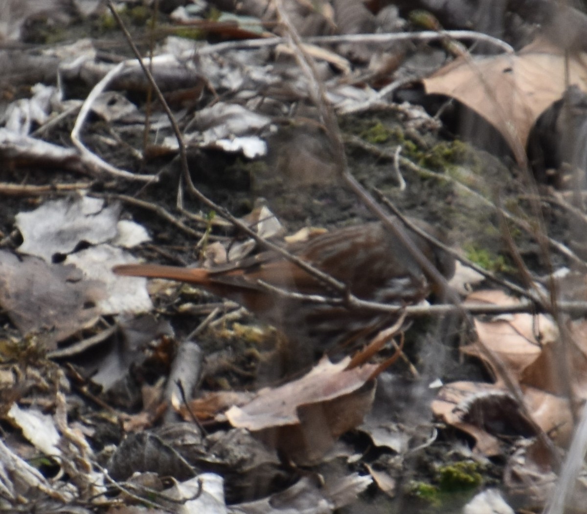 Fox Sparrow - ML221005021