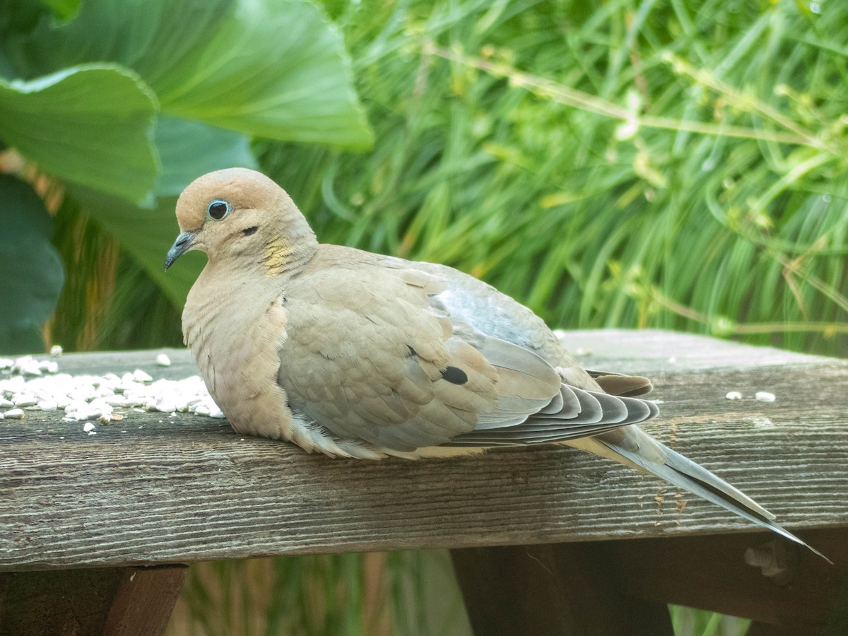 Mourning Dove - Katie Sipe