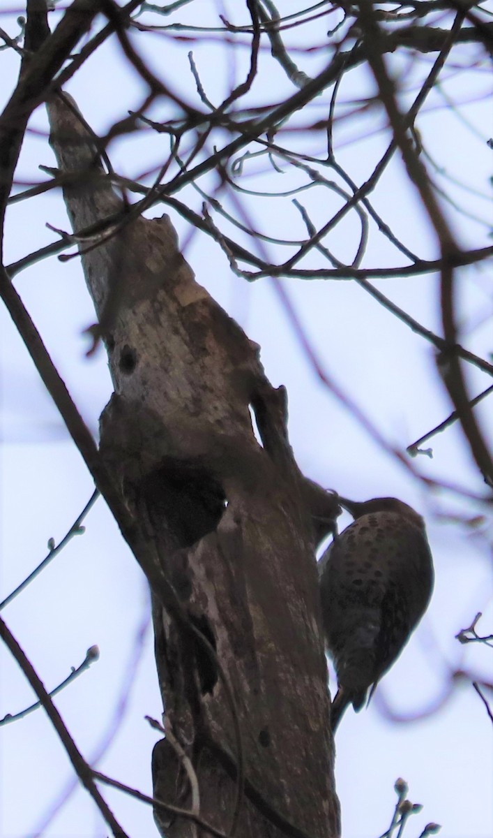 Northern Flicker - ML221005231