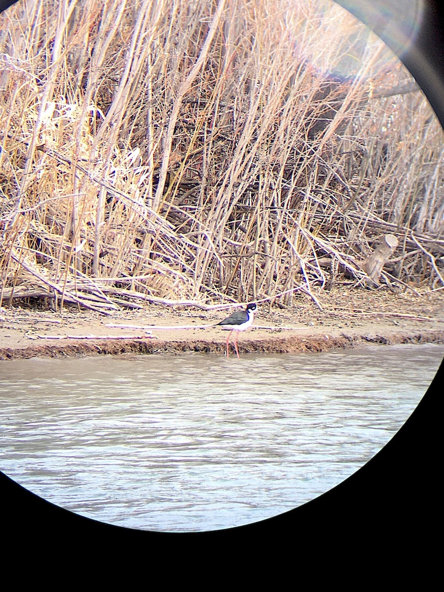 Black-necked Stilt - ML221006251