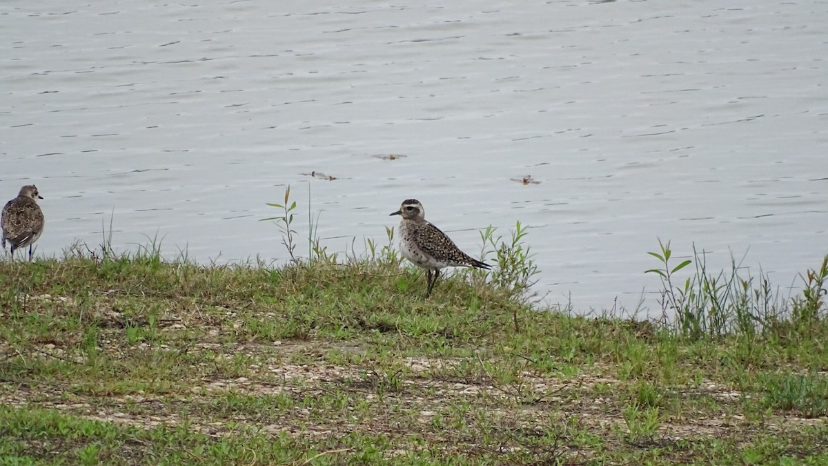 American Golden-Plover - ML221008251