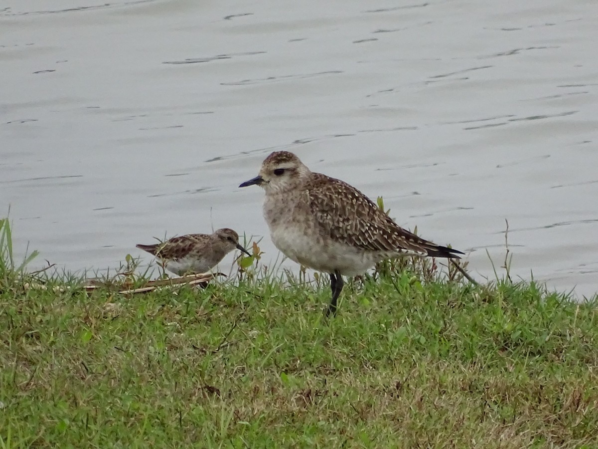 American Golden-Plover - ML221008361