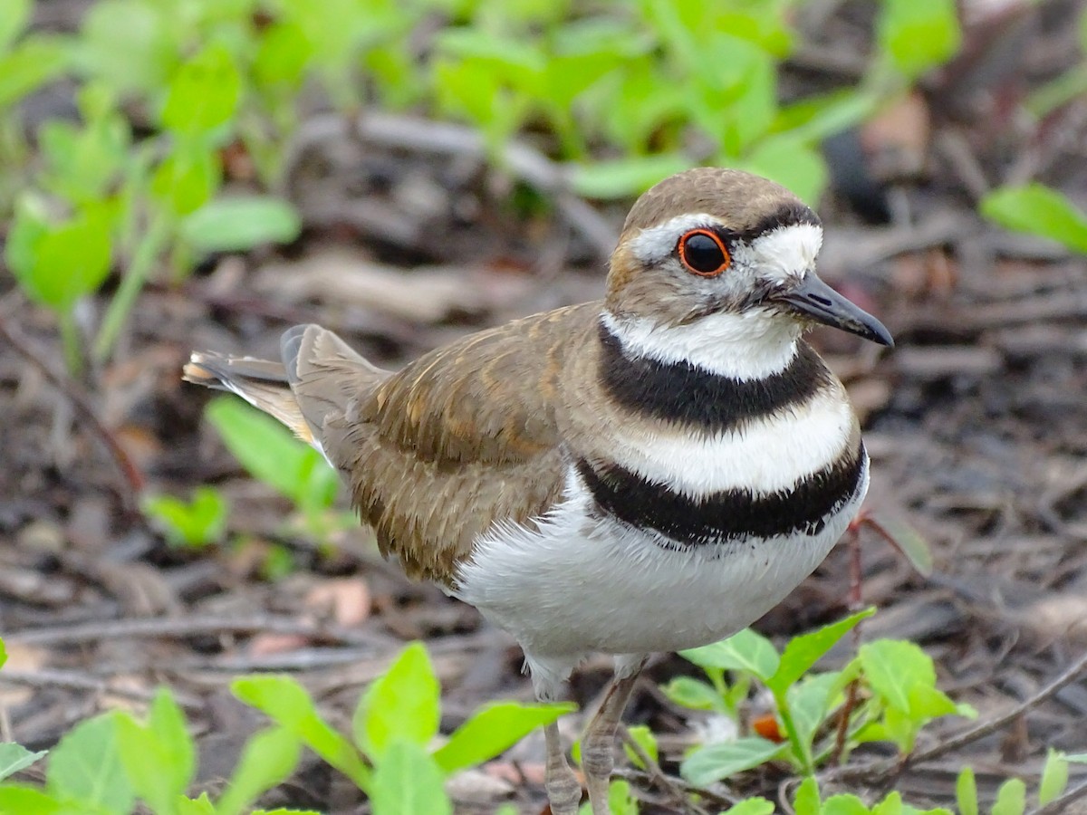 Killdeer - ML221008771