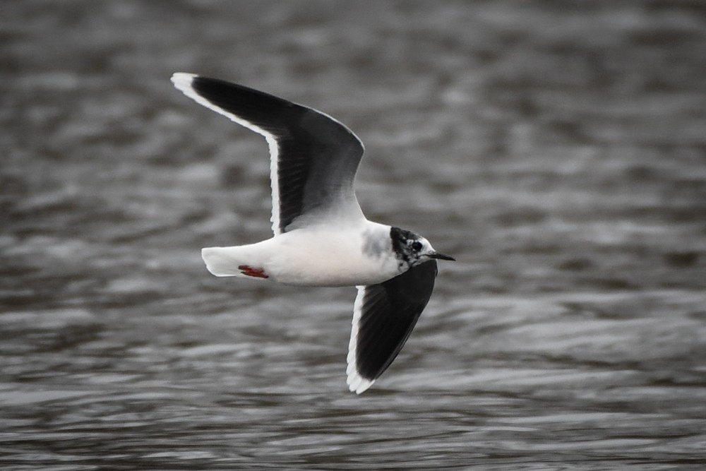 Little Gull - josh Ketry