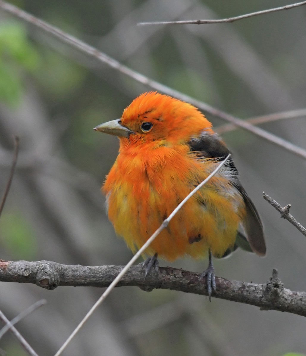 Scarlet Tanager - Joshua Vandermeulen