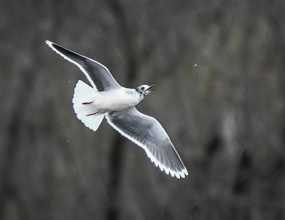 Little Gull - josh Ketry