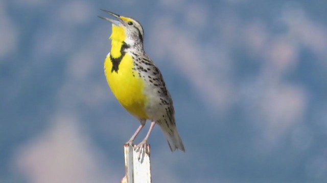 Western Meadowlark - ML221012551