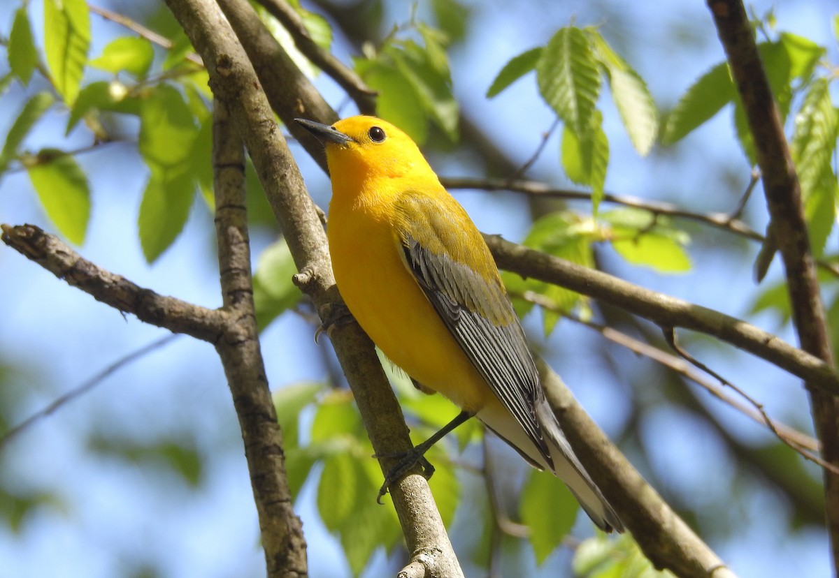 Prothonotary Warbler - ML221012651