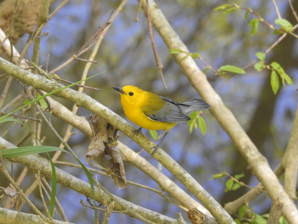 Prothonotary Warbler - Brian  S