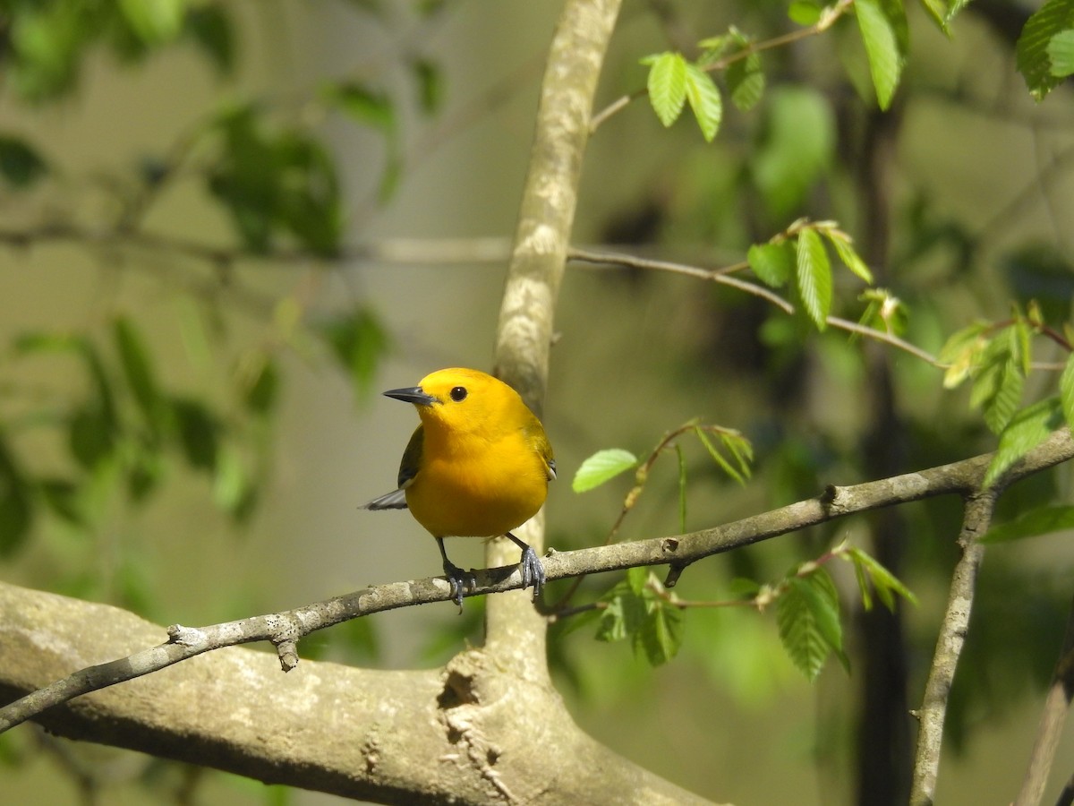 Prothonotary Warbler - ML221012701