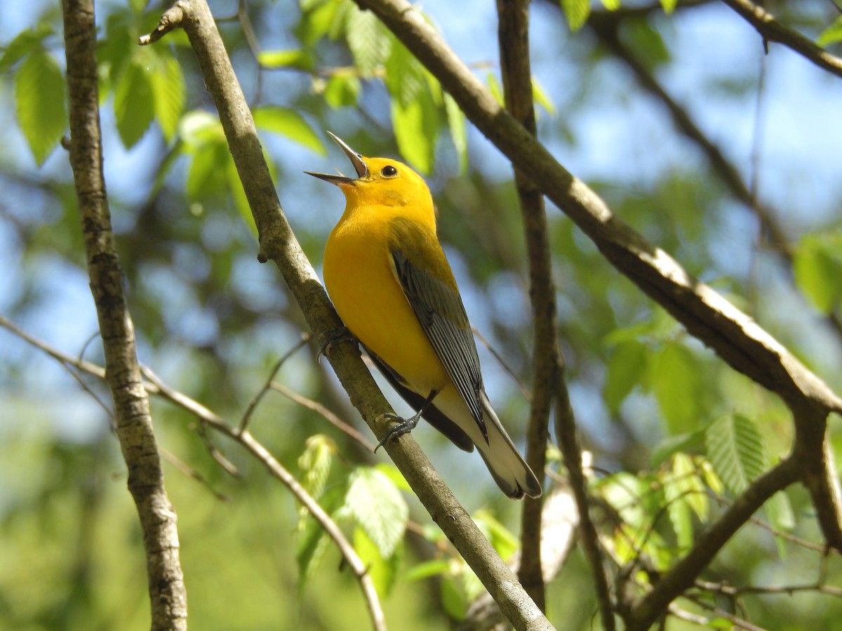 Prothonotary Warbler - ML221012721