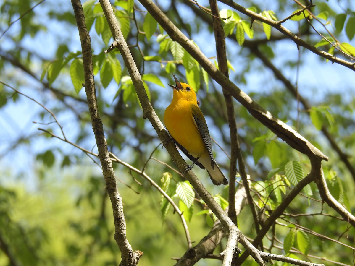 Prothonotary Warbler - ML221012741