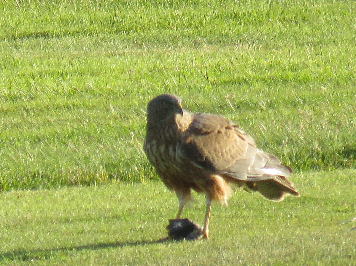 Swamp Harrier - Ian  Woodford