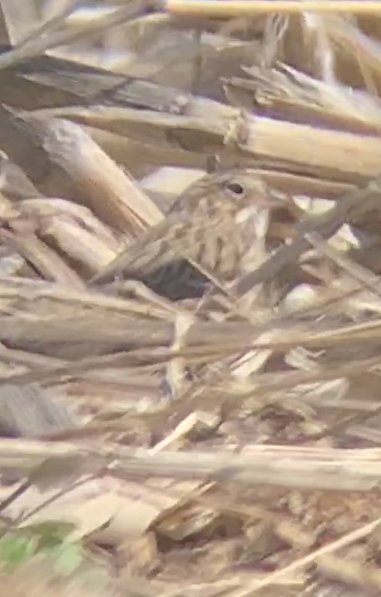 Vesper Sparrow - ML221013421