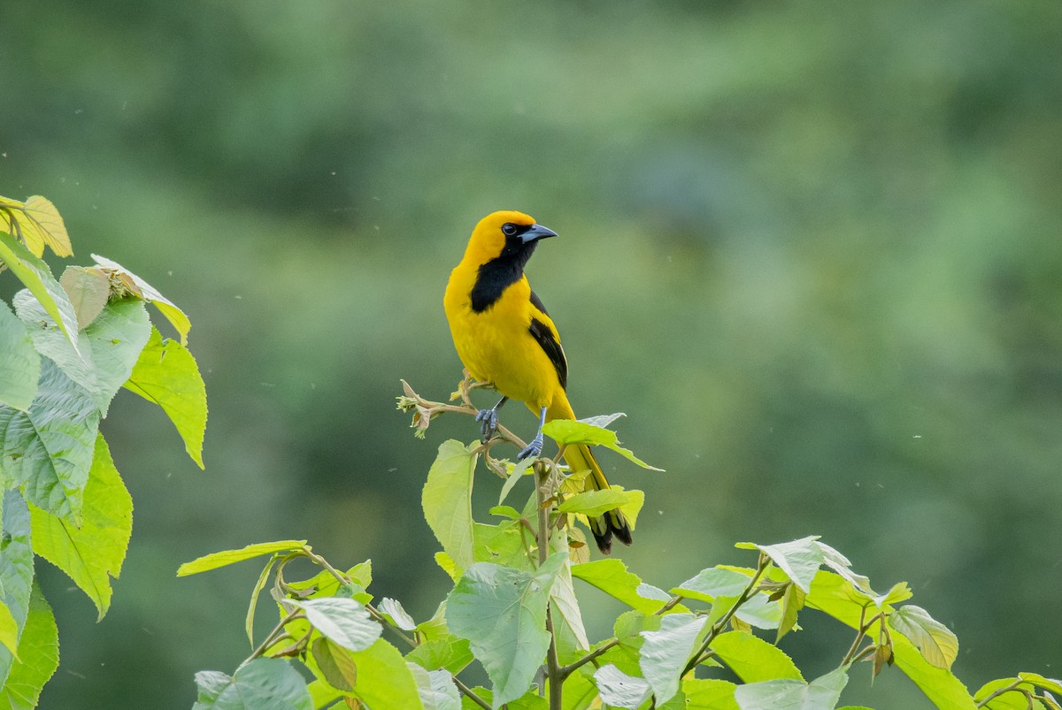 Yellow-tailed Oriole - Alex Luna