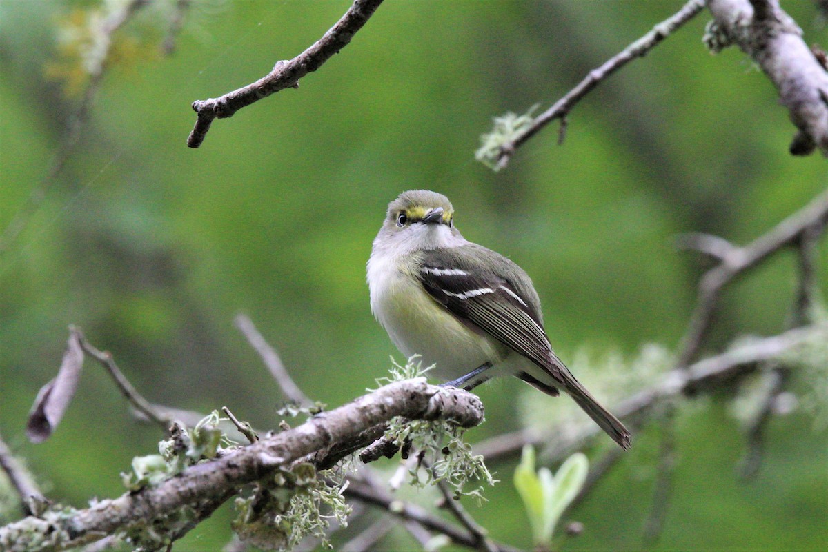 White-eyed Vireo - ML221015371