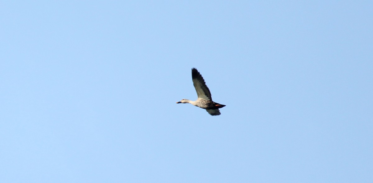 Indian Spot-billed Duck - ML22101591