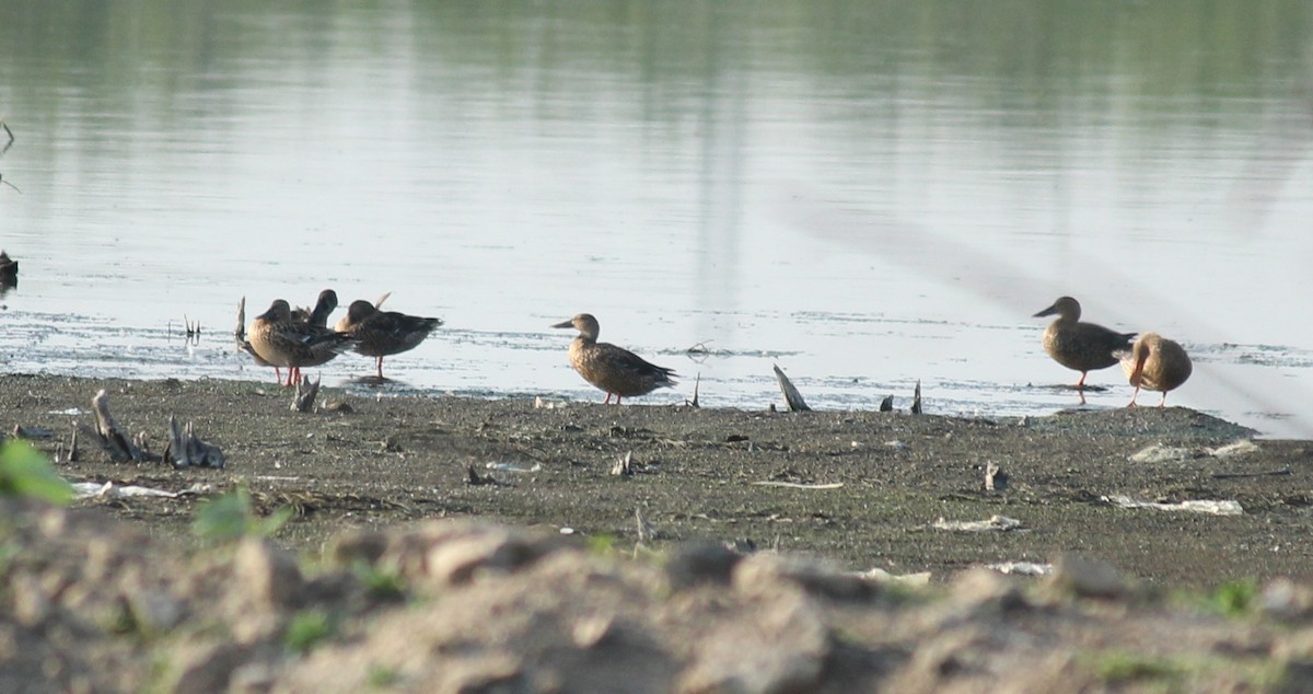 Northern Shoveler - Shanmugam Kalidass