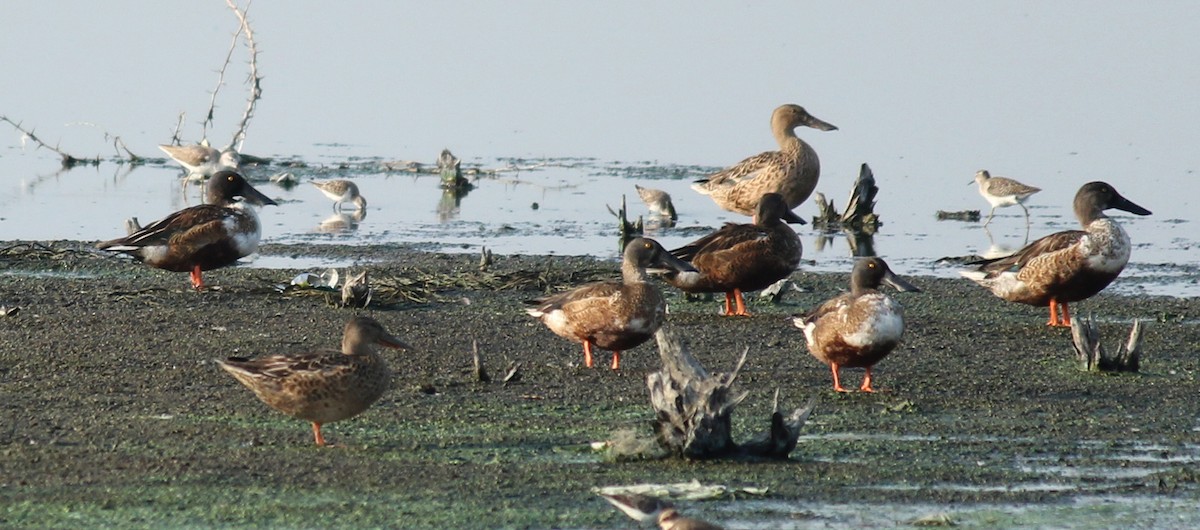 Northern Shoveler - ML22101691