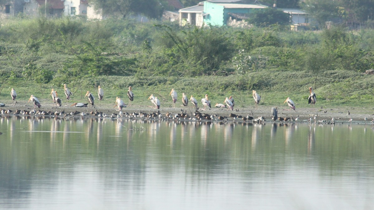 Painted Stork - ML22101731