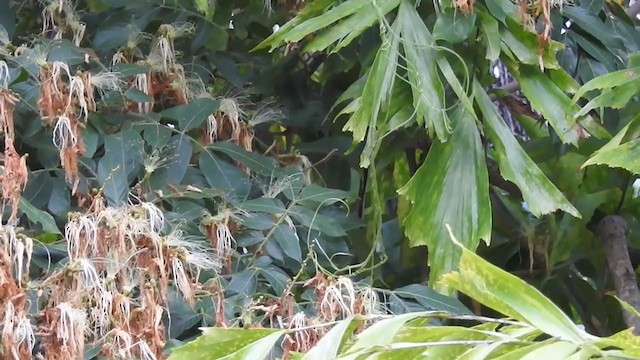 Клинохвостый колибри-отшельник - ML221019361