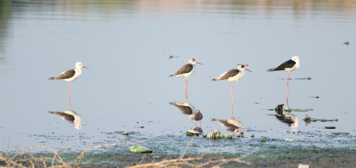 Black-winged Stilt - ML22102001