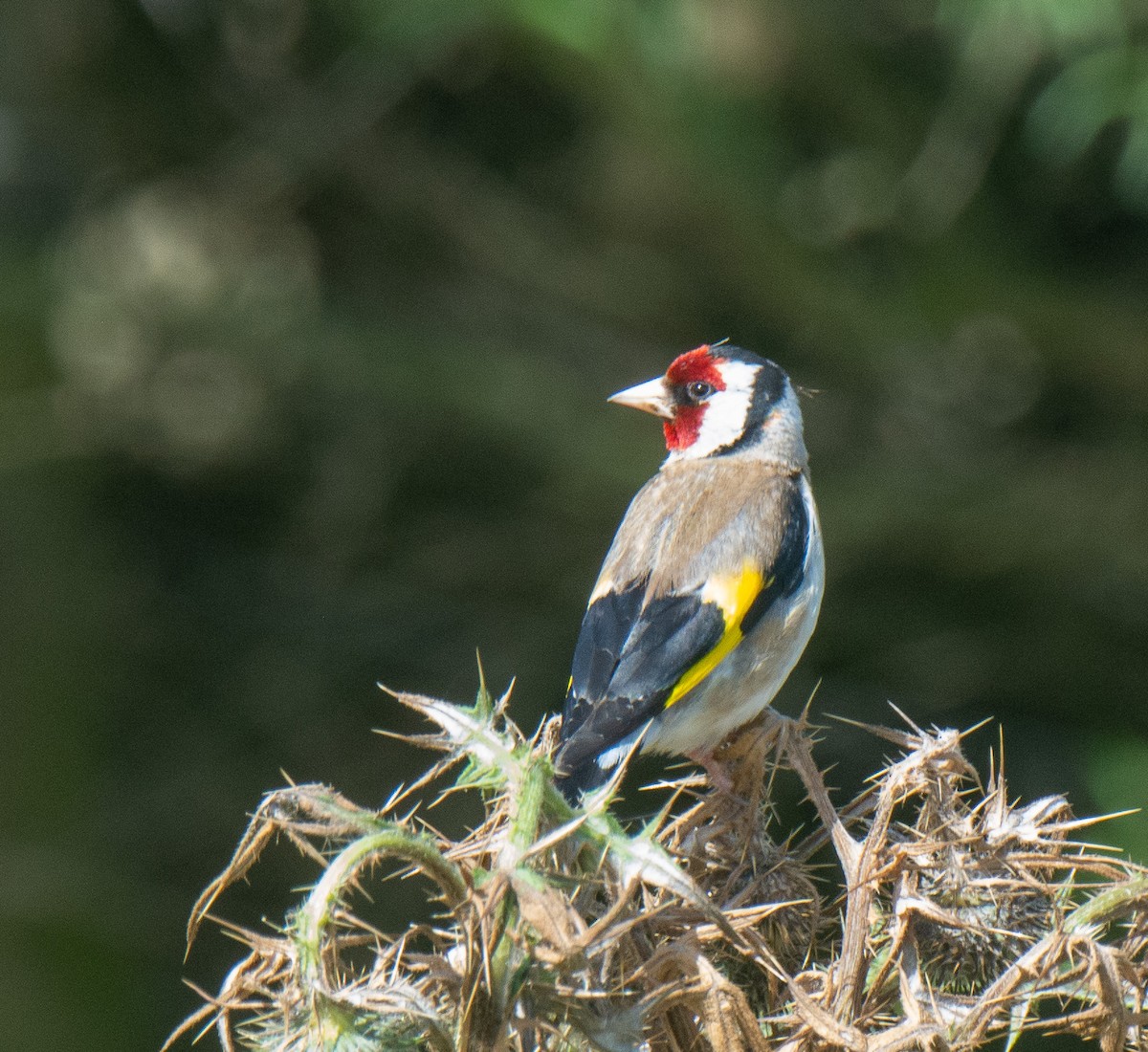 European Goldfinch - ML221023361