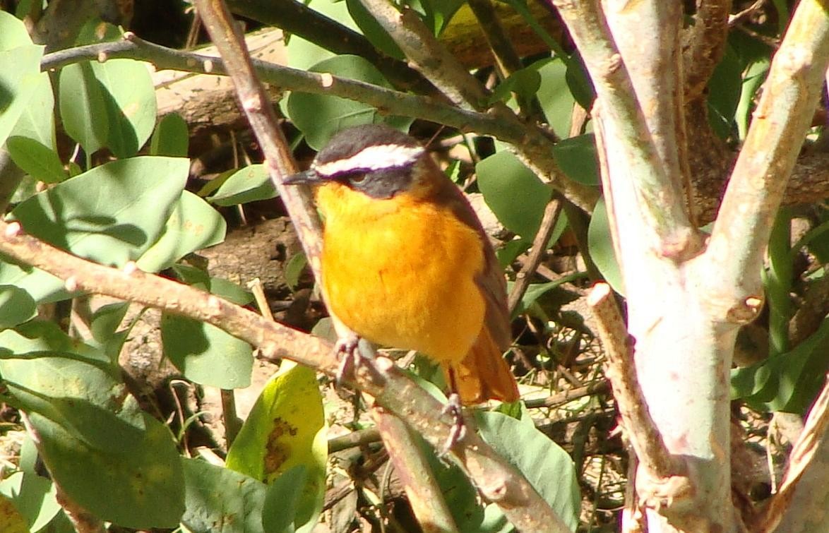 Rüppell's Robin-Chat - ML221023571