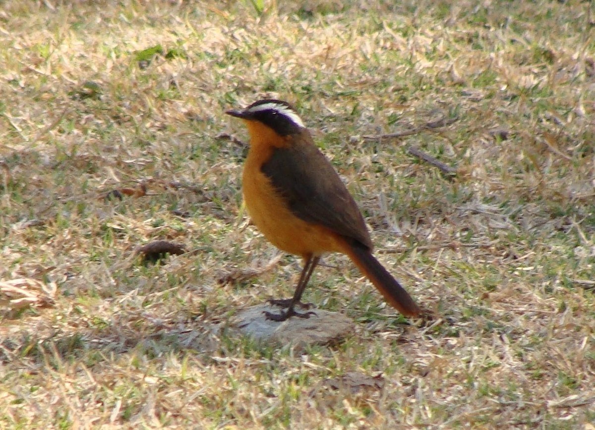 Rüppell's Robin-Chat - Jason Anderson