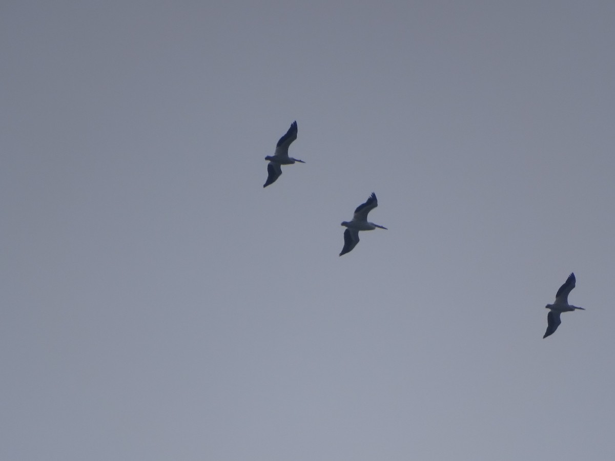 American White Pelican - ML221024351