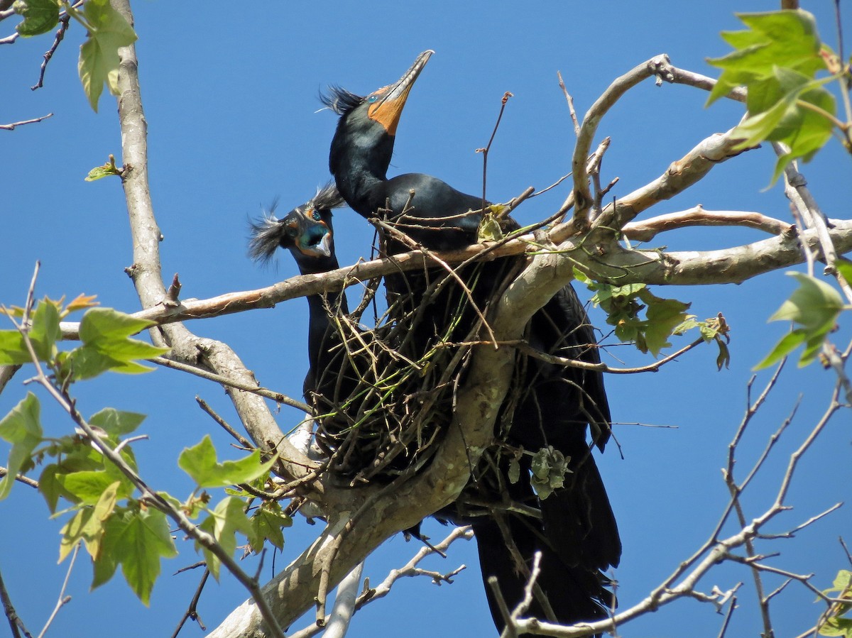 Double-crested Cormorant - ML221025301