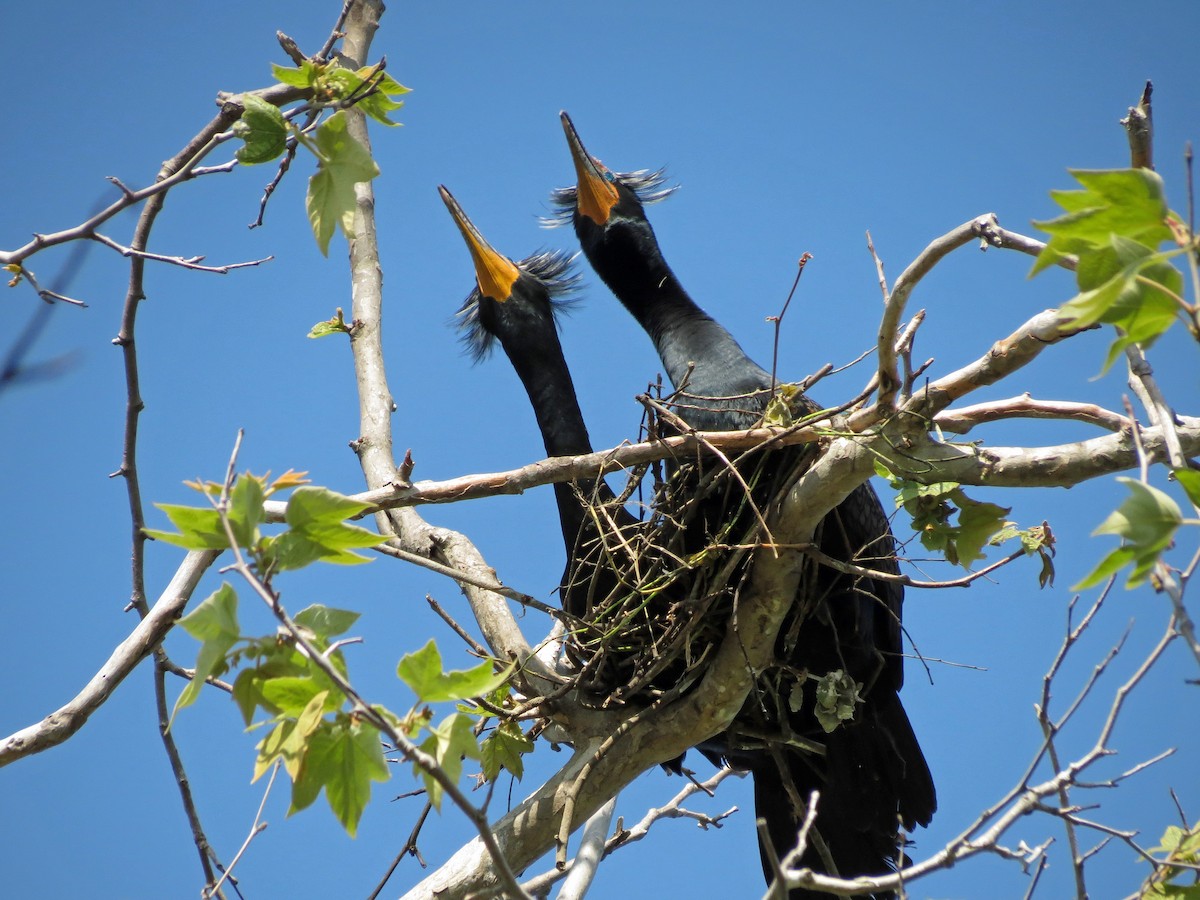 Double-crested Cormorant - Brian Daniels