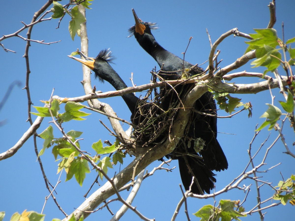 Double-crested Cormorant - ML221025321