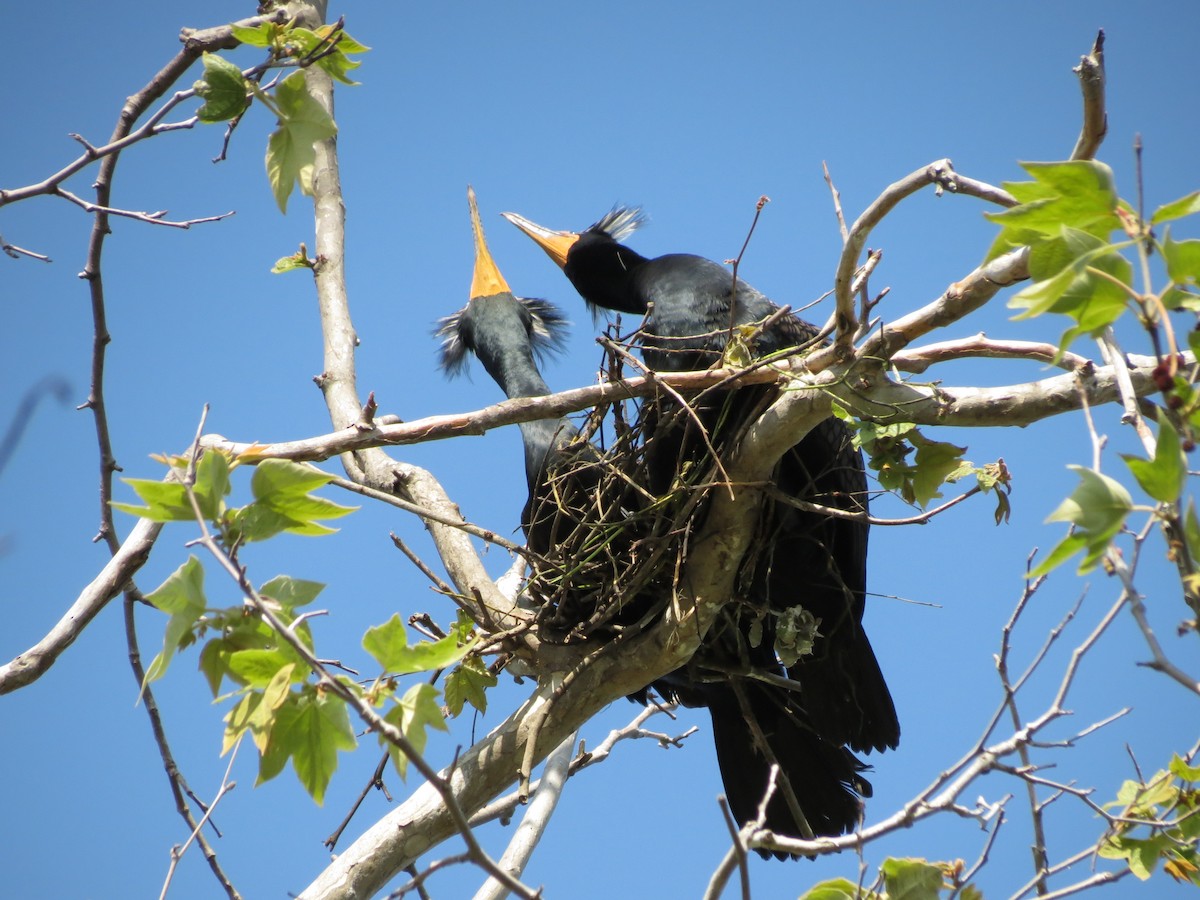 Double-crested Cormorant - ML221025331